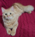 Persian ginger cat